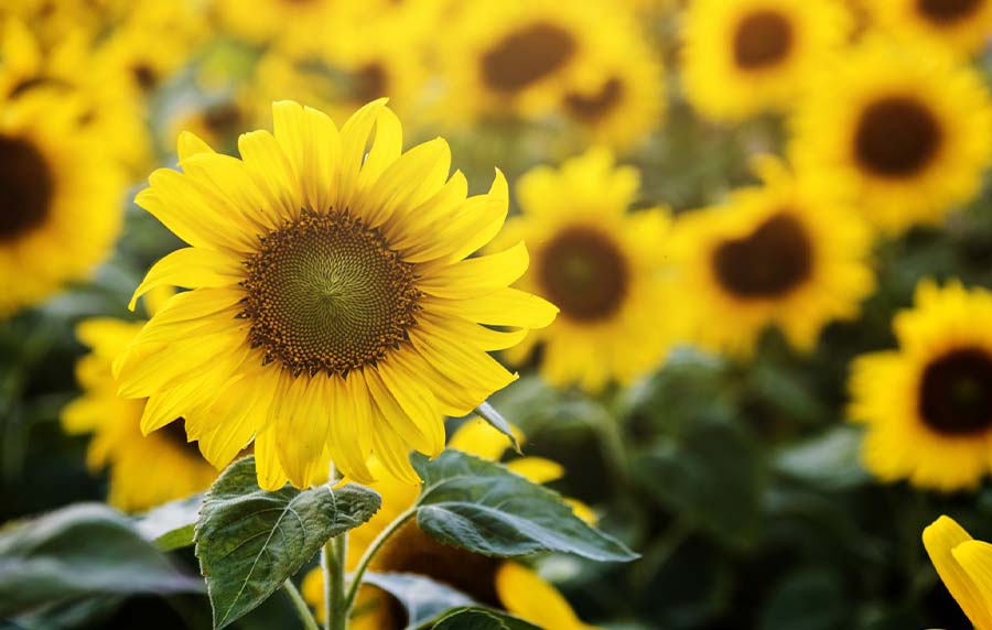 خرید تخمه شمشیری خوی