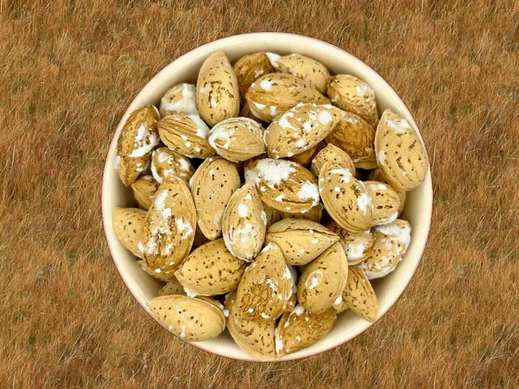 خرید بادام محب خارجی