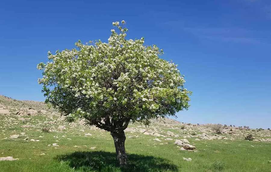 درخت هسته گلابی وحشی