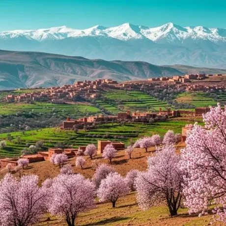 خواص مغز الوک