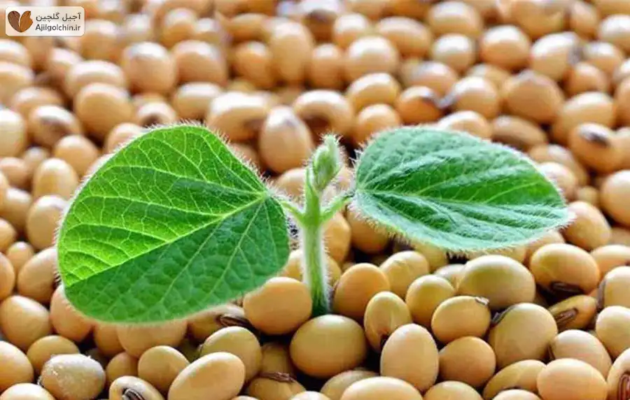 فواید سویا برای مردان