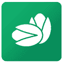 پسته کله قوچی