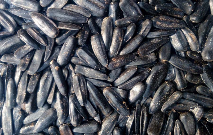 خرید تخمه آفتابگردان فله