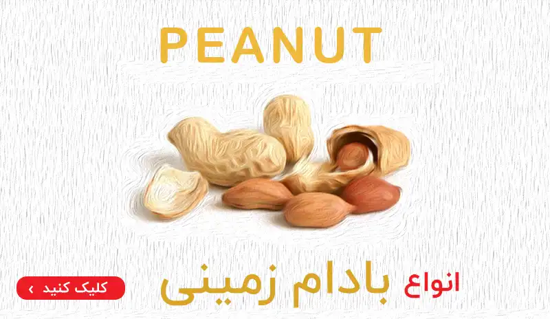 خرید بادام زمینی