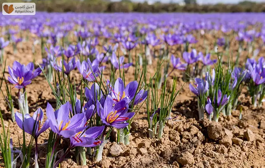 فواید زعفران برای زنان