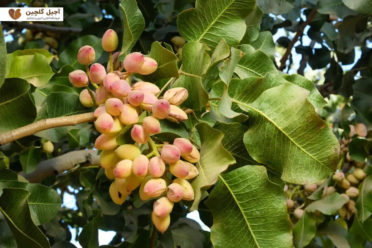 خصوصیات درخت پسته احمد اقایی