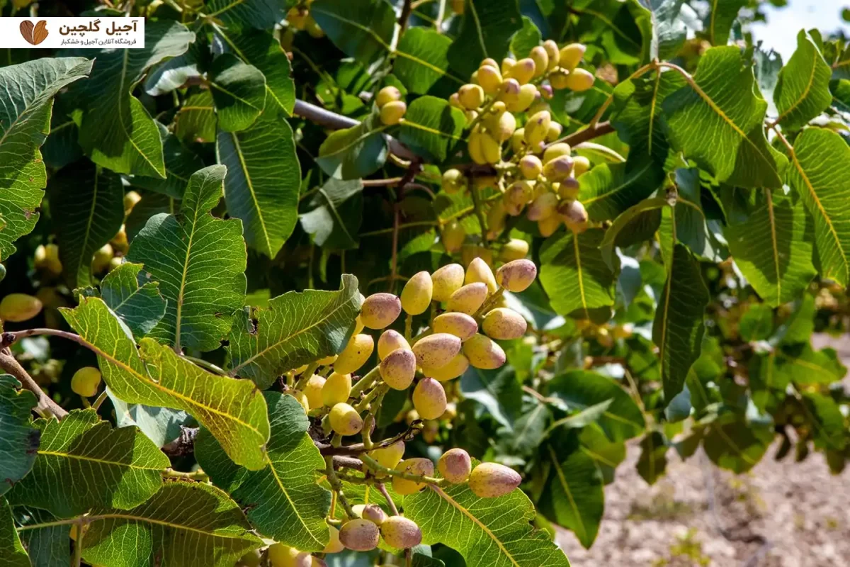 آبیاری درخت پسته احمد آقایی