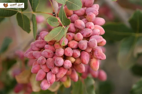 آبیاری درخت پسته احمد آقایی