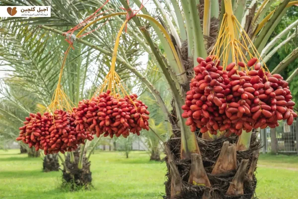 پودر هسته خرما برای چی خوبه