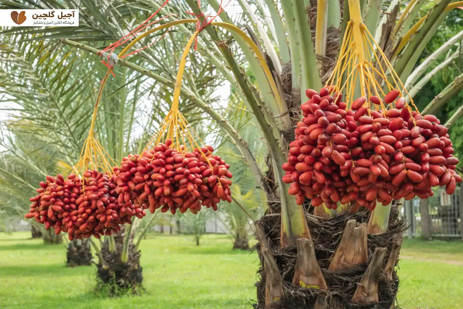 پودر هسته خرما برای چی خوبه